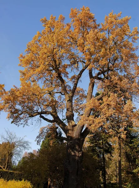 Vue Sur Feuillage Saisonnier Coloré Des Arbres — Photo