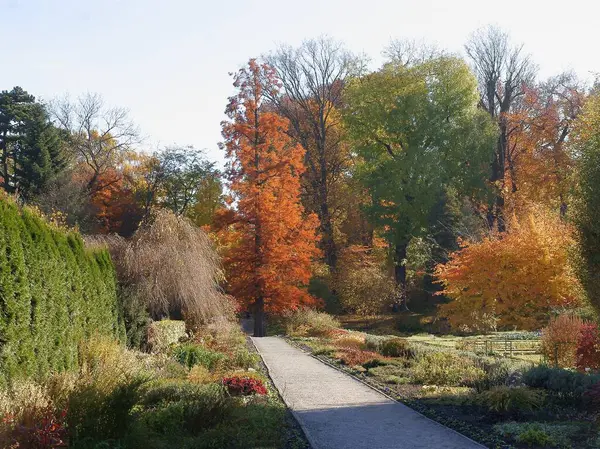 Renkli Mevsimlik Ağaç Yapraklarına Bak — Stok fotoğraf