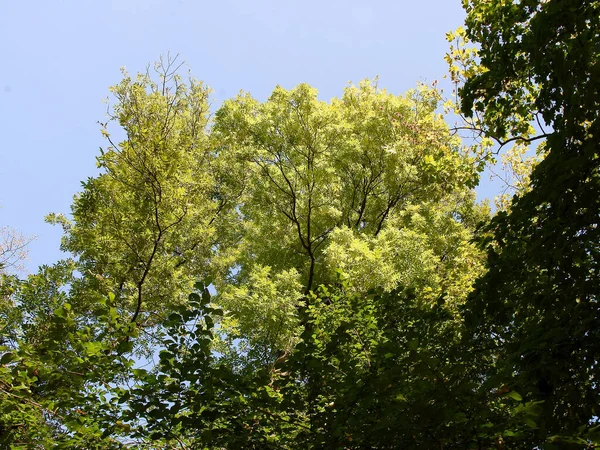 Vid Askträd Med Grönt Lövverk Parken — Stockfoto