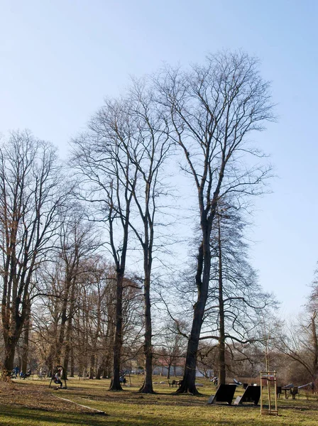 Leafless Trees Spring Landscape — Stock Photo, Image