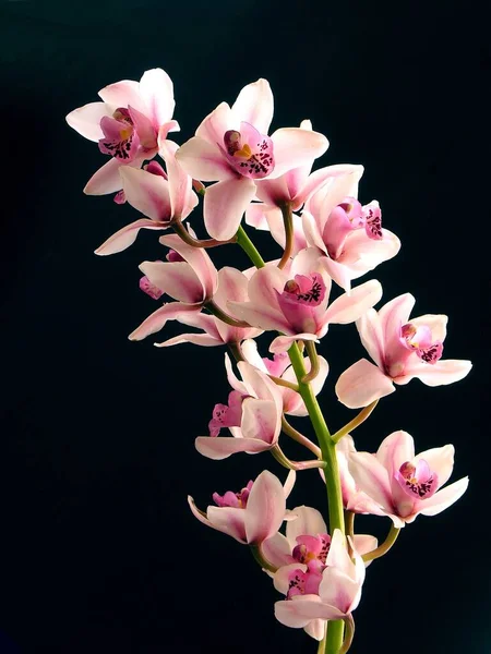 pink and red pretty orchids Cymbidium close up