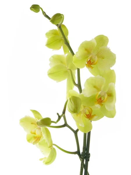 Sárga Virágok Szép Orchidea Phalaenopsis Izolált Közeli — Stock Fotó