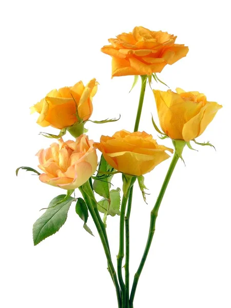 Posy Rosas Amarillas Bonitas Aisladas Cerca — Foto de Stock
