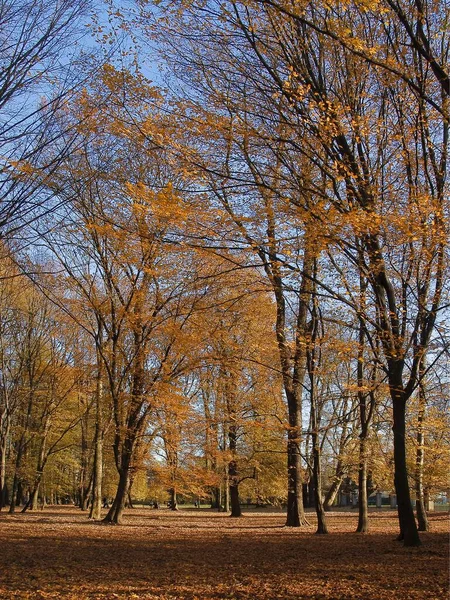 Landscape Autumnal Trees Colorful Leaves — Stock Photo, Image