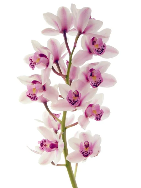 Pink Red Pretty Orchids Cymbidium Close — Fotografia de Stock