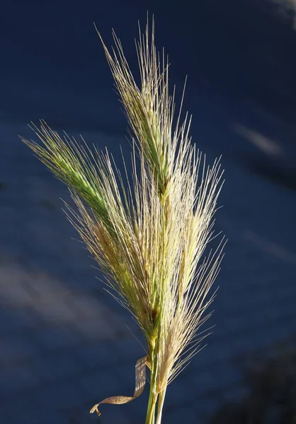 Yellow Seeds Ears Hordeum Murinum Barren Barley — Stockfoto
