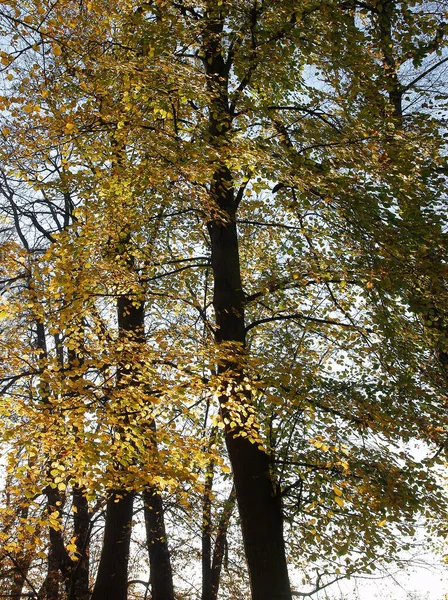 Пейзаж Осенних Деревьев Красочными Листьями — стоковое фото