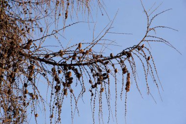 Kışın çeşitli ağaçların yapraksız dalları