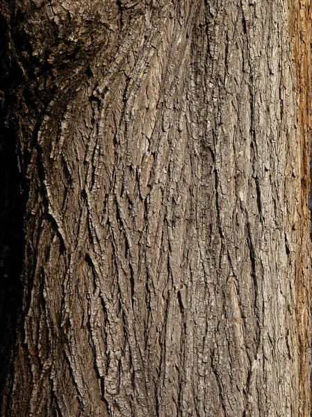 Φλοιός Στον Κορμό Φυλλοβόλου Δέντρου Στο Πάρκο — Φωτογραφία Αρχείου