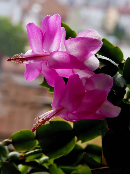 Pretty Pink Flowers Red Pistil Epifyllum Plant Close — Stockfoto