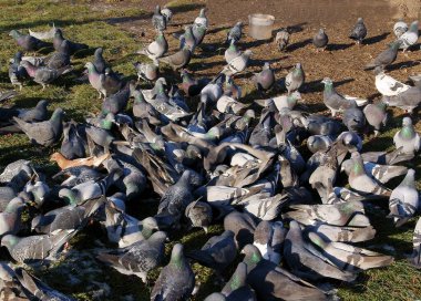 Güvercin yiyen bir sürü renk var. 