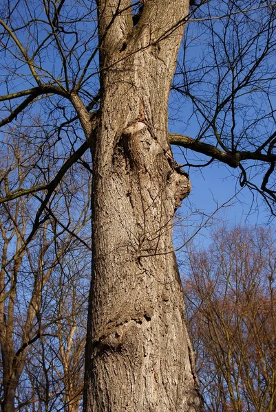 Blattlose Zweige Verschiedener Bäume Winter — Stockfoto