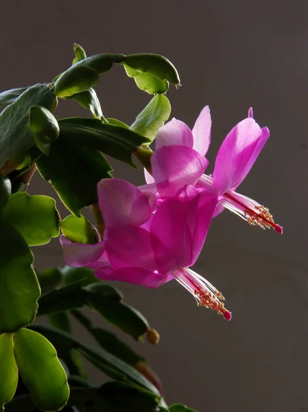 Flores Rosa Bonita Com Pistilo Vermelho Planta Epifyllum Perto — Fotografia de Stock