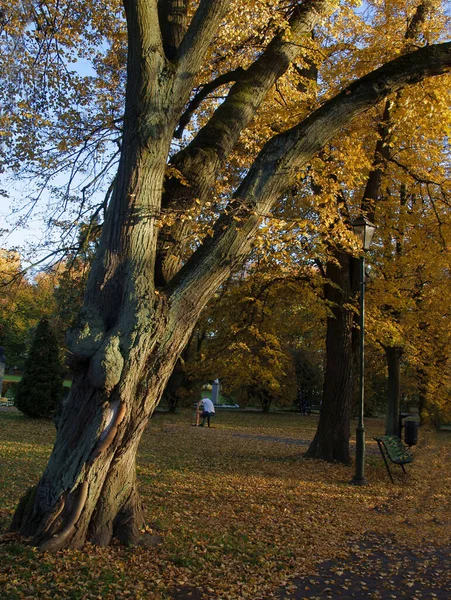公園に黄色の木の葉がある秋の風景 — ストック写真