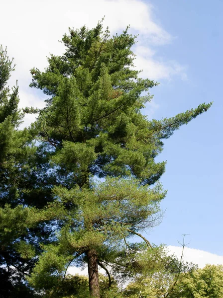 Nadelbaum Pinus Silvestris Park — Stockfoto