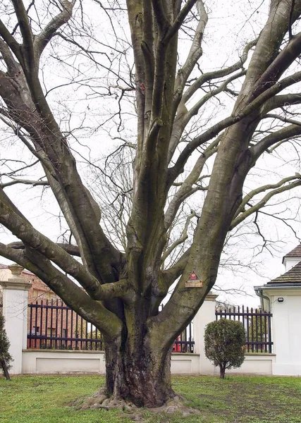 Parkta Kocaman Bir Kayın Ağacı — Stok fotoğraf