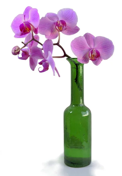 Roze Bloemen Van Orchidee Phalaenopsis Van Dichtbij Geïsoleerd — Stockfoto