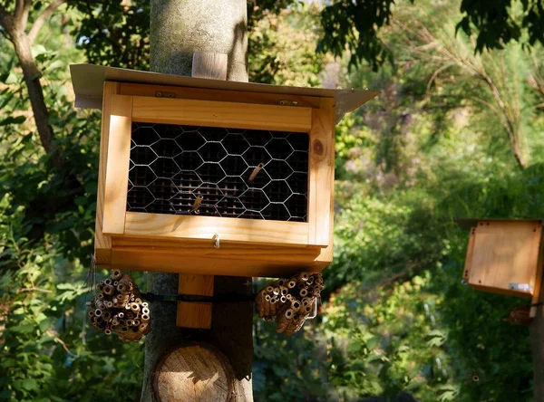 Arılar için ev olarak özel ahşap kutu