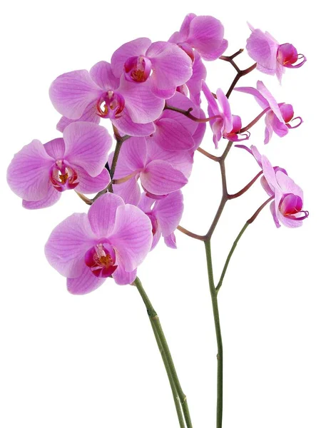 Vackra Lila Blommor Orkidé Phalaenopsis Växt Isolerad — Stockfoto