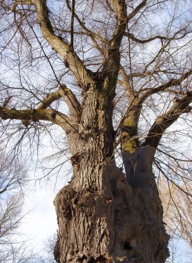 Kocaman bir yaprak döken ağaç gövdesi.