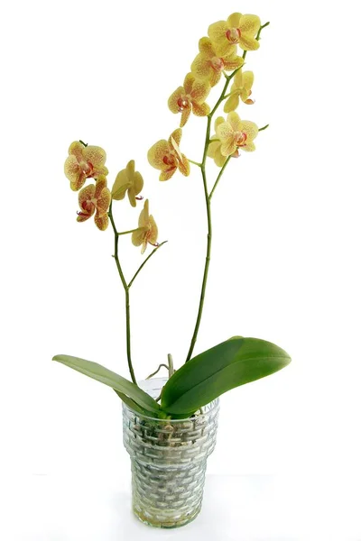 Gele Paarse Bloemen Van Orchidee Phalaenopsis Geïsoleerd — Stockfoto