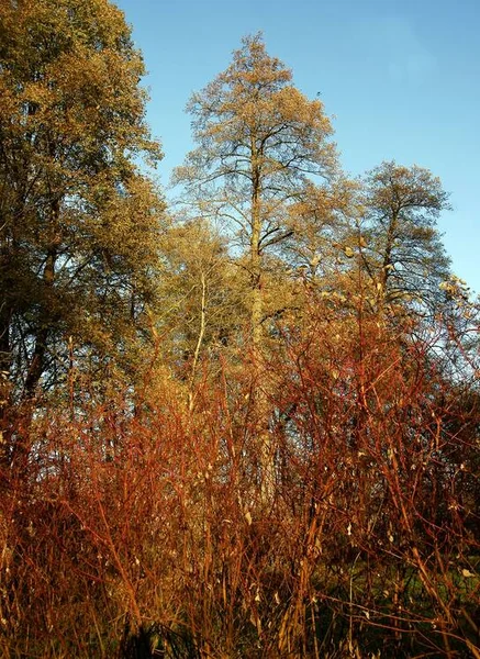 Parkta Sonbaharda Resim Gibi Renkli Bir Manzara — Stok fotoğraf