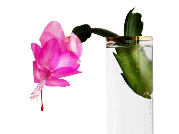 Shlumbergera Epifyllumサボテンのかなり紫色の花が閉じます — ストック写真