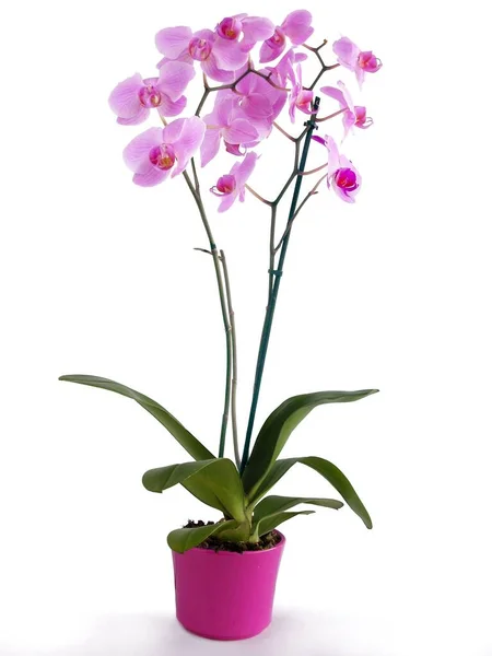 Paarse Bloemen Van Orchidee Phalaenopsis Geïsoleerd — Stockfoto