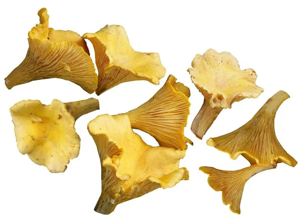 Amarillas Sabrosas Setas Comestibles Cantharella Cibarius — Foto de Stock