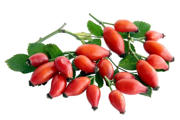 Rote Gesunde Früchte Des Rosa Canina Busches — Stockfoto