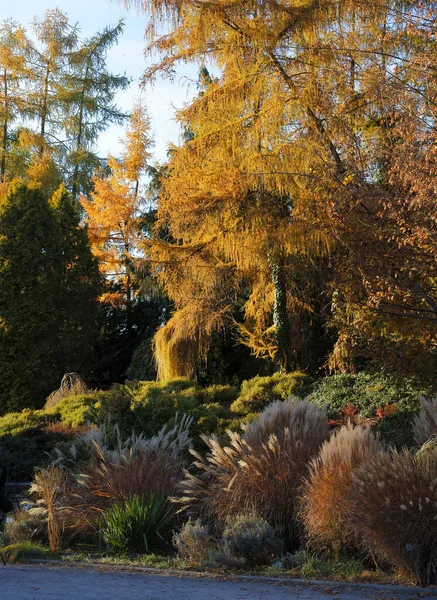 Widok Jesienny Krajobraz Parku — Zdjęcie stockowe