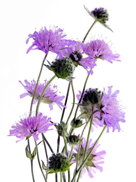 Purpurowe Kwiaty Scabiosa Roślin Odizolowanych Bliska — Zdjęcie stockowe