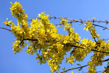Flora 'da Ukrayna bayrağının sarı ve mavi renkleri