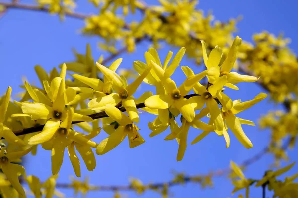 Cores Amarelas Azuis Bandeira Ucraniana Flora — Fotografia de Stock