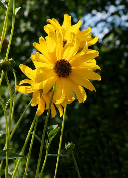 Yellow Flowers Summer Sun Heliopsis Scabra Plant Close — Stock Photo, Image