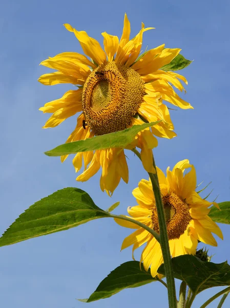 Yellow Blue Colours Ukrainian Flag Flora — Stock Photo, Image