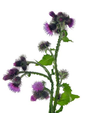 yabani çaydanlık - Mor çiçekli Cirsium palustre bitkisi