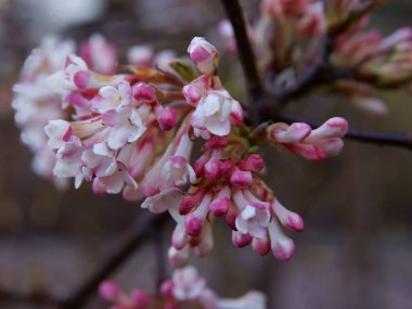 Baharda çiçek açan viburnum farreri-viburnum viyantenli pembe çiçekler.