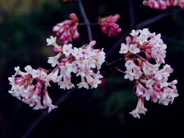 Baharda çiçek açan viburnum farreri-viburnum viyantenli pembe çiçekler.