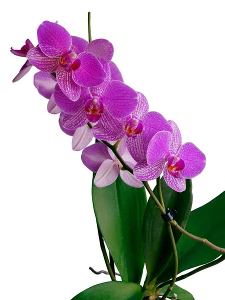 Lila Blommor Orkidé Phalaenopsis Närbild Isolerad — Stockfoto