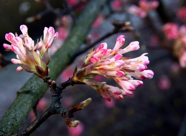 Rosa Blommor Blommande Viburnum Farreri Viburnum Bodnantense Våren — Stockfoto