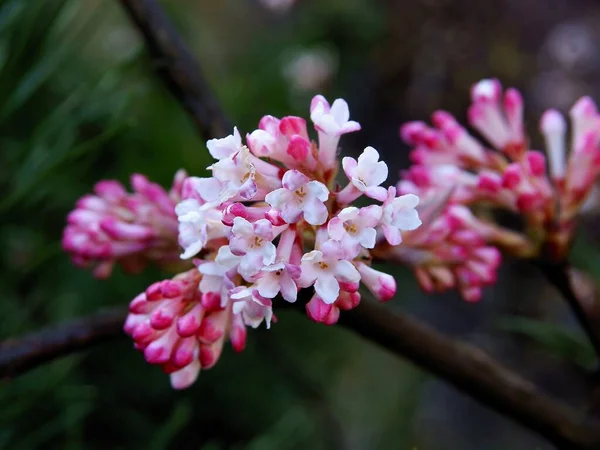 Розовые Цветы Цветущей Viburnum Farreri Viburnum Bodnantense Весной — стоковое фото
