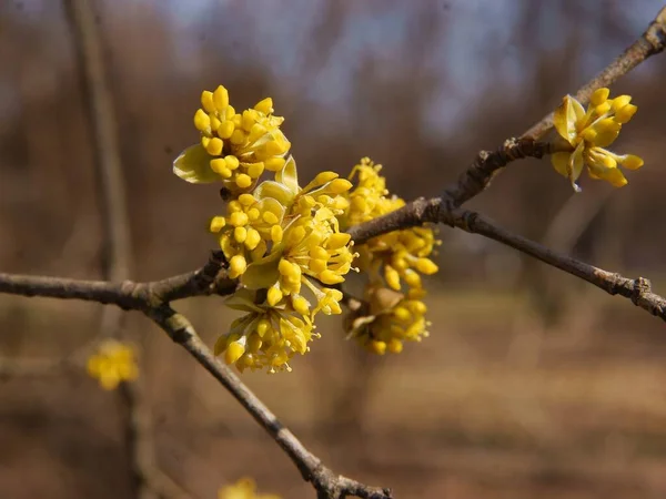 Gula Blommor Blommande Körsbär Dogwood Cornus Mas Tree Våren — Stockfoto