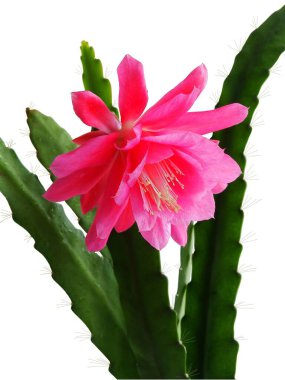 Epifyllum sulu bitkisinin mor güzel çiçeği