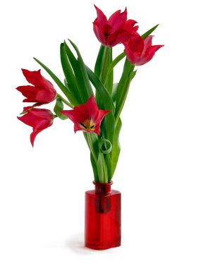 pretty tulips as spring nice flowers close up