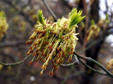 Kutu Yaşlısı - Acer Negundo Ağacı baharda çiçek açıyor