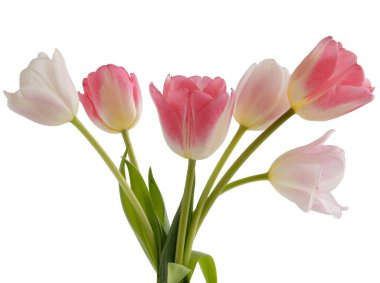 Çok renkli güzel laleler. Yakından izole edilmiş.