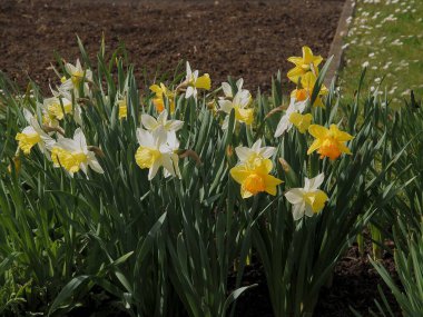 Güzel bahar çiçekleri Nergisler kapanıyor