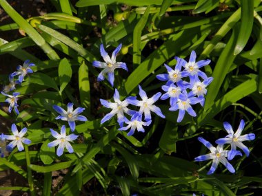 Baharda LEUCOIUM VERNUM 'un küçük mavi çiçekleri