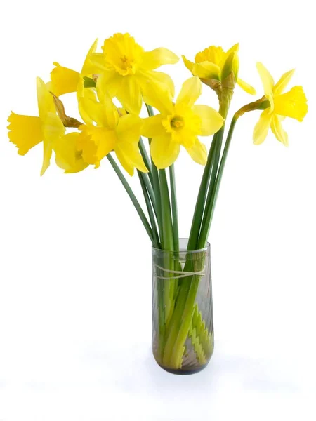 Pretty Spring Flowers Daffodils Close — Stock Photo, Image